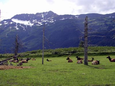 2002-Alaska Drive