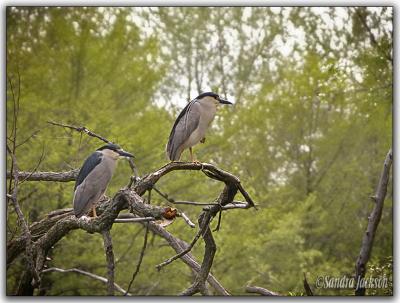 Heron pair fishing
