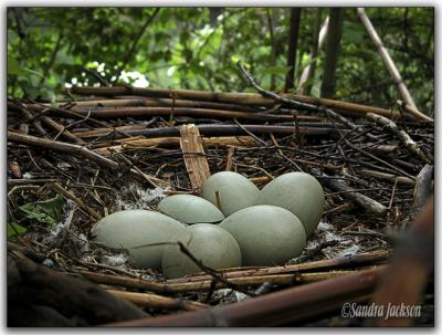 Swan's eggs