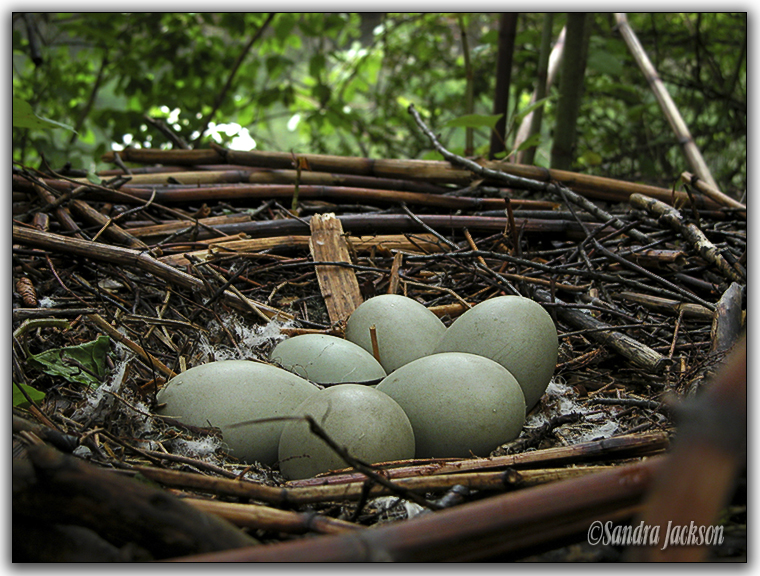 Swans eggs