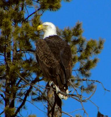 Adult Bald Eagle