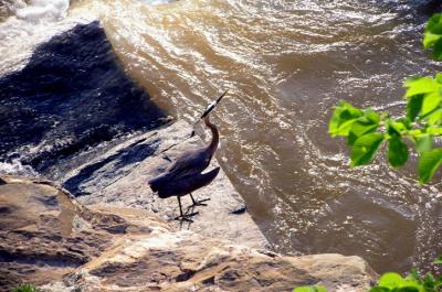 A heron on a bank of the Potomac