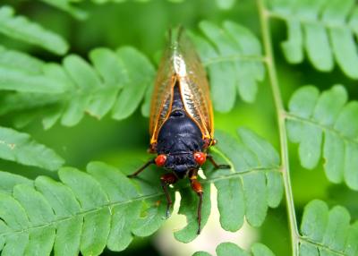 The Great Washington, D.C. Cicada Invasion