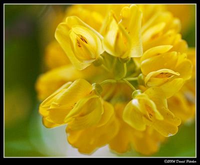 Radial Buds