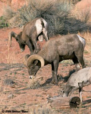 Desert Big Horn Rams.jpg