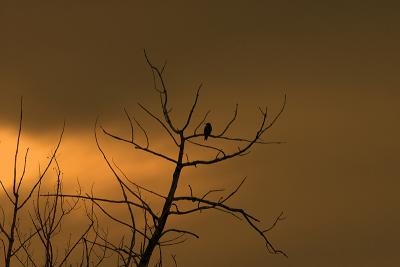 woodpecker_sunset.jpg