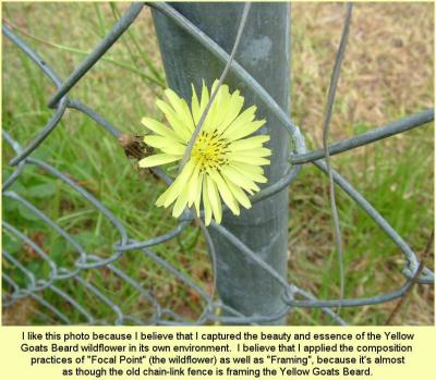 Yellow Goats Beard Wildflower - Focal Point  Framing.jpg
