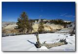 Old Faithful Geyser Basin : Yellowstone