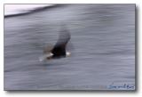 Bald Eagle in Flight: Yellowstone