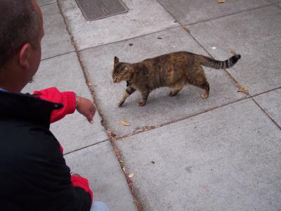 Street kitty.