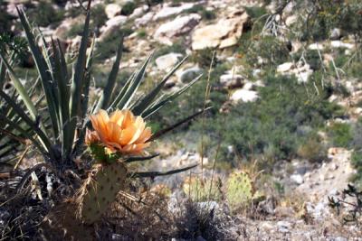 Flowering Cactus