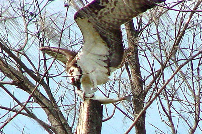 Osprey Feeding, Ft DeSoto Park