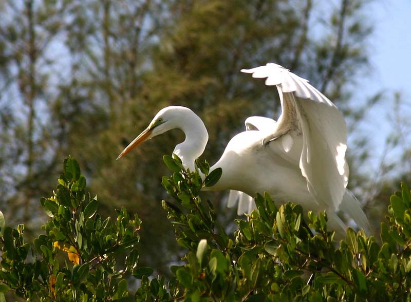 Great Egret, Ft DeSoto Park
