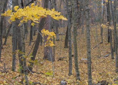 u46/spatterson/medium/35420131.137_3793.jpg