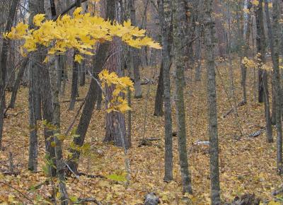 Minnesota Fall