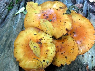 Autumn mushroom