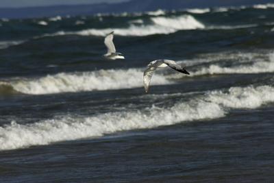 Lake Michigan gulls