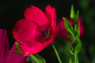 IMG02004_flower.jpg