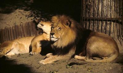 u46/sphynx/medium/35370511.Lions2.jpg