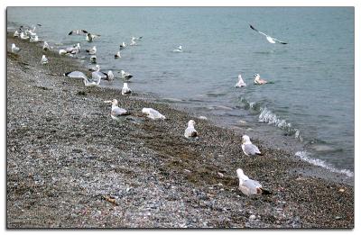 Seagull Beach