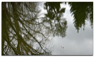 Tree reflections in the pond