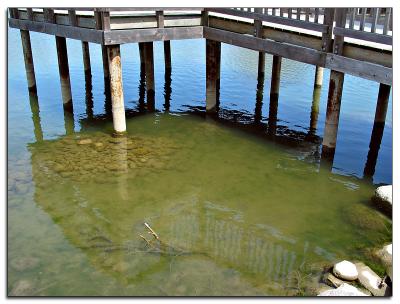 Pier reflections