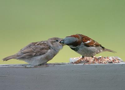 FeedingTime.jpg