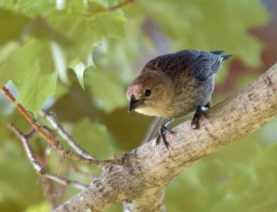 SparrowLimb.jpg