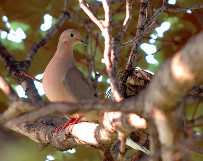 DoveTree.jpg