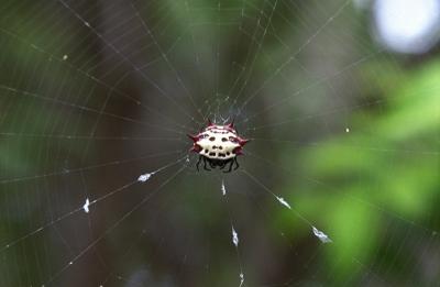 u46/steephill/medium/33829384.spider.jpg