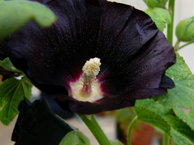 Holly Hock (May 28th)