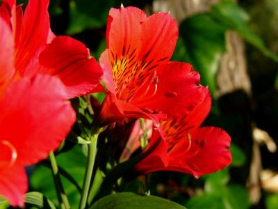 Butterfly Lilies (Jun 1st)