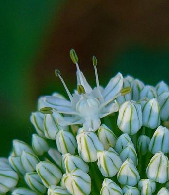 Onion Flower