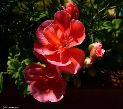 Geranium Flowers (Jun 6th)