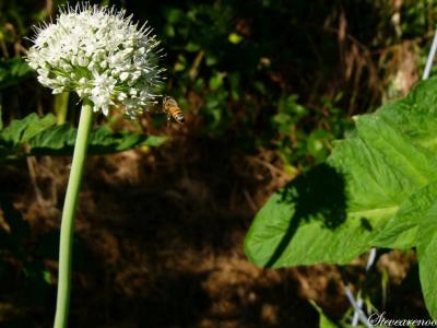 Onion Power (Jun 7th)