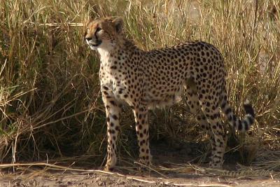 cheetah-1.jpg