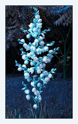 Yucca by Deb