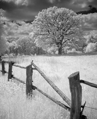 5th Place: Oak tree by Willem