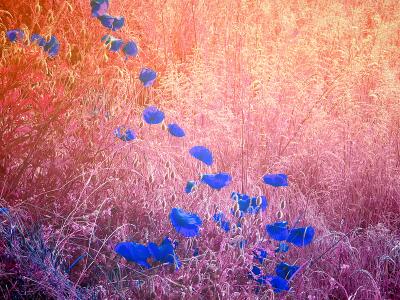 The Blue Poppiesby Penelope