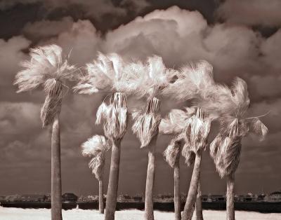 3rd Coast Palms