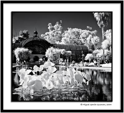 Balboa Park by Miguel Garcia-Guzman