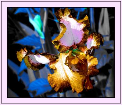 IRis * by Deb
