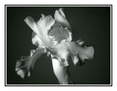 Iris by Linda L.