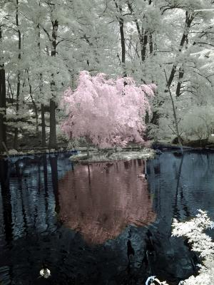 Bronx Zoo IR #3