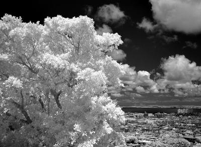  Nostalgia    by Helen Betts