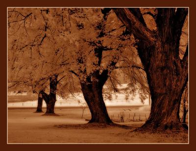 4th Place: Trees by Katherine Kenison