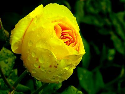 The Yellow Rose Of Texas<br>by Darren Langdon