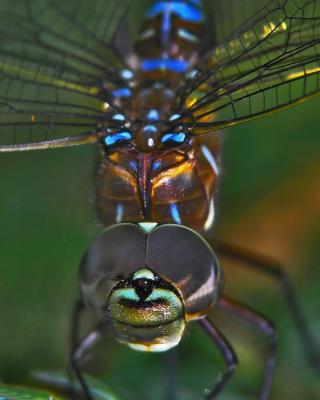 Oh, what big eyes you have, Grandma....by Darren Langdon