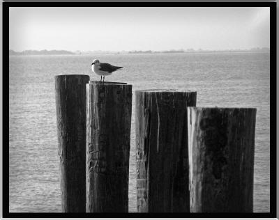 Lone Gull by Pete W