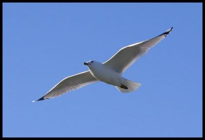 Soaring Over Quidi Vidi *